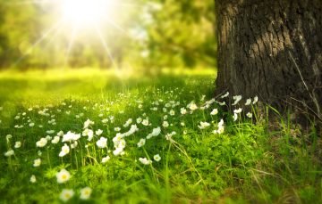 Bloemen in de zon